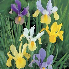 YouGarden Dutch Iris mixed 75 bulbs size 6/8