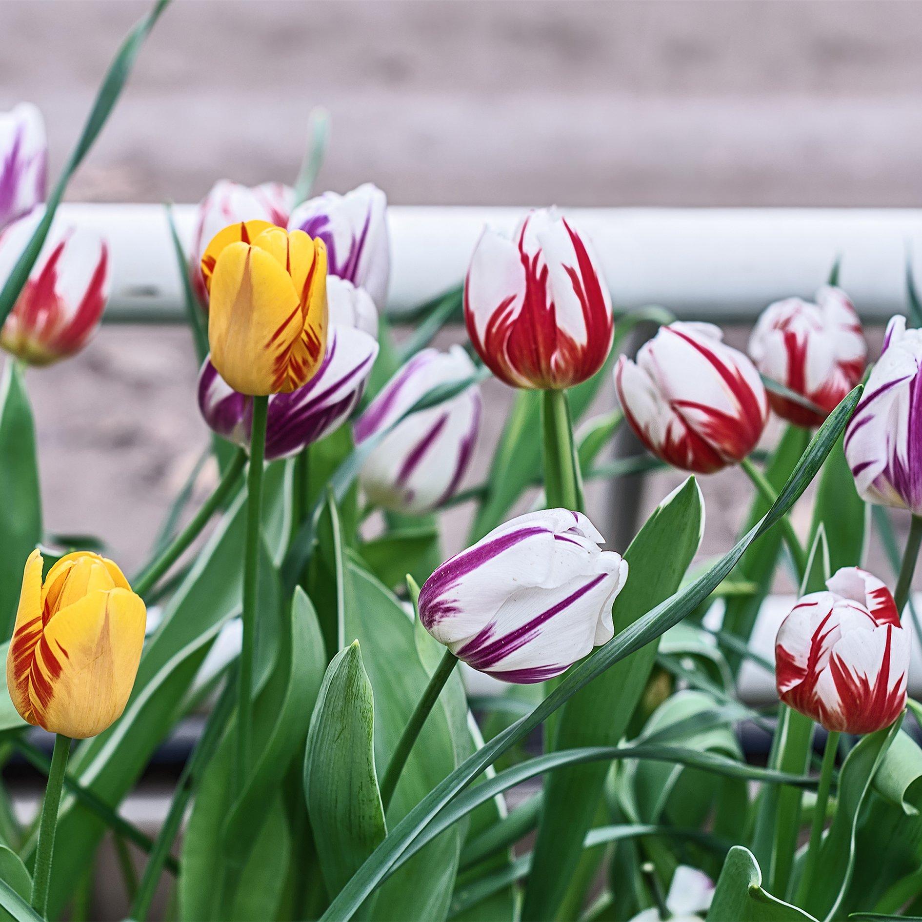 Multi - YouGarden - Tulip Rembrandt Mix 15 bulbs size 10/11 - 1