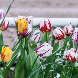 YouGarden Tulip Rembrandt Mix 15 bulbs size 10/11