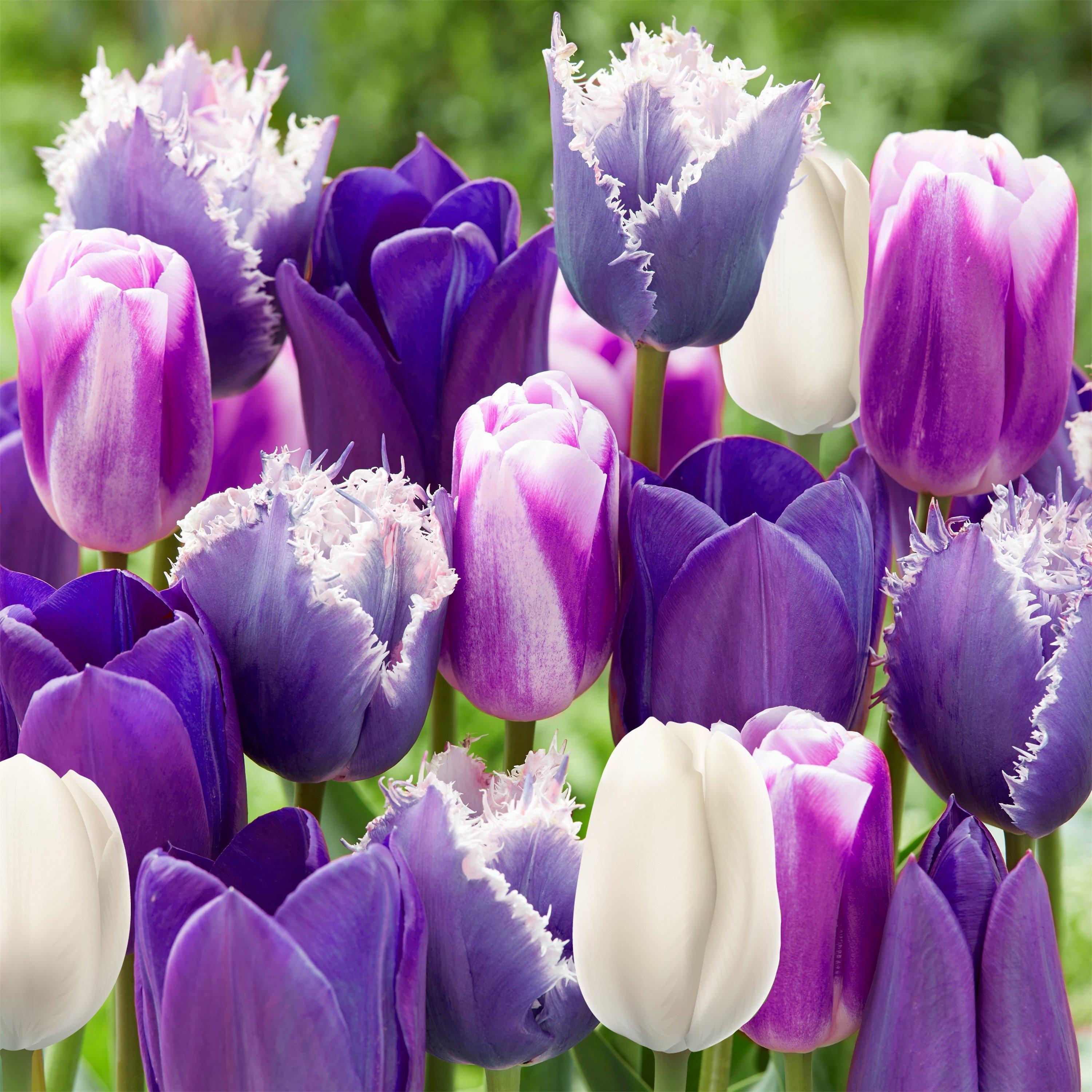 Purple - YouGarden - Tulip Paradise Purple Mix 20 bulbs size 10/11