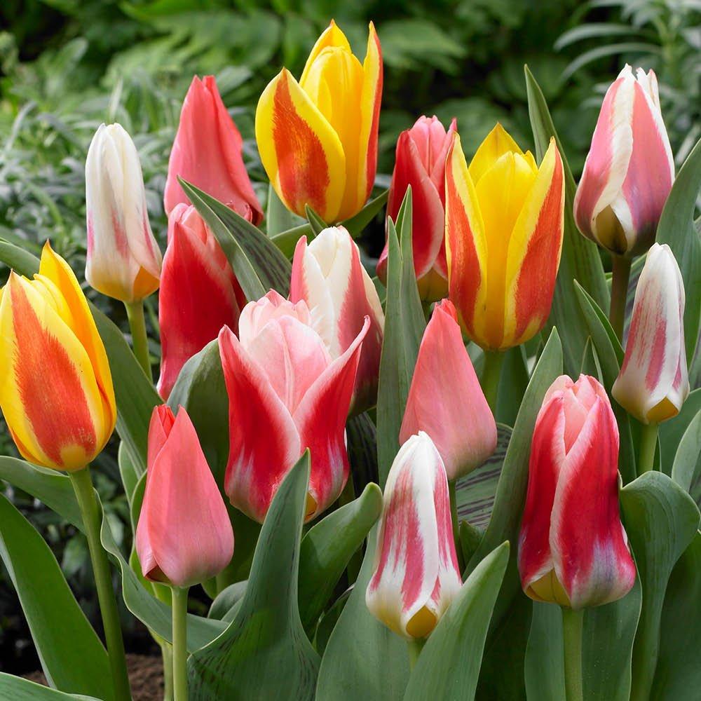 Multi - YouGarden - Value Miniature Tulips mix - 25 bulbs Size 9/10 - 2