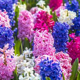YouGarden Value Garden Hyacinth Pack - 12 bulbs - 14/15