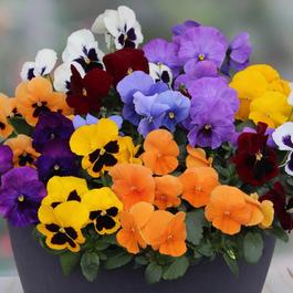 YouGarden Pansy Colourburst (20 Garden Ready Plants)
