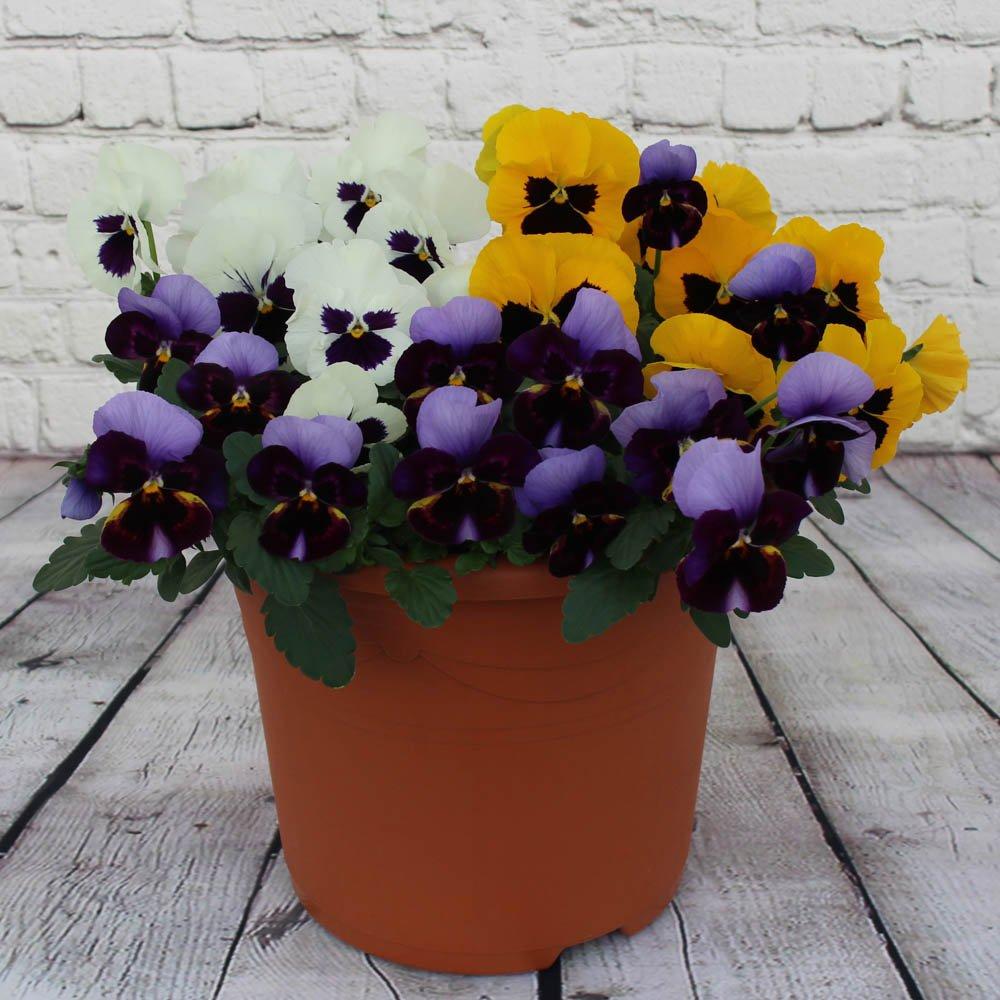 Multi - YouGarden - Pansy Colourburst (20 Garden Ready Plants) - 2