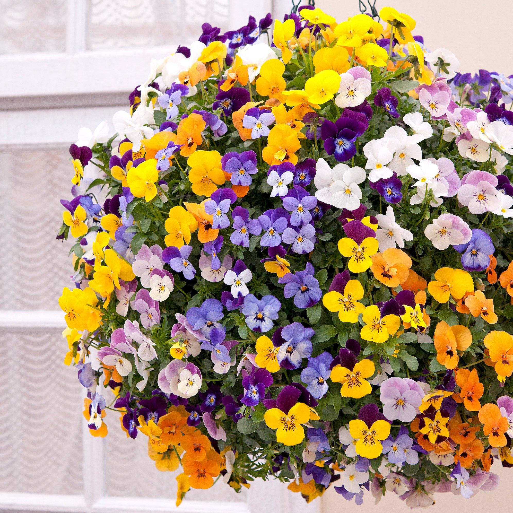 Multi - YouGarden - Viola Teardrops (20 Garden Ready Plants) - 1