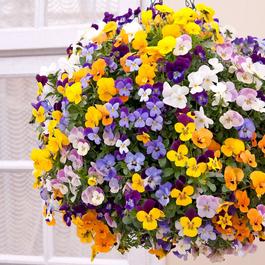 YouGarden Viola Teardrops (20 Garden Ready Plants)