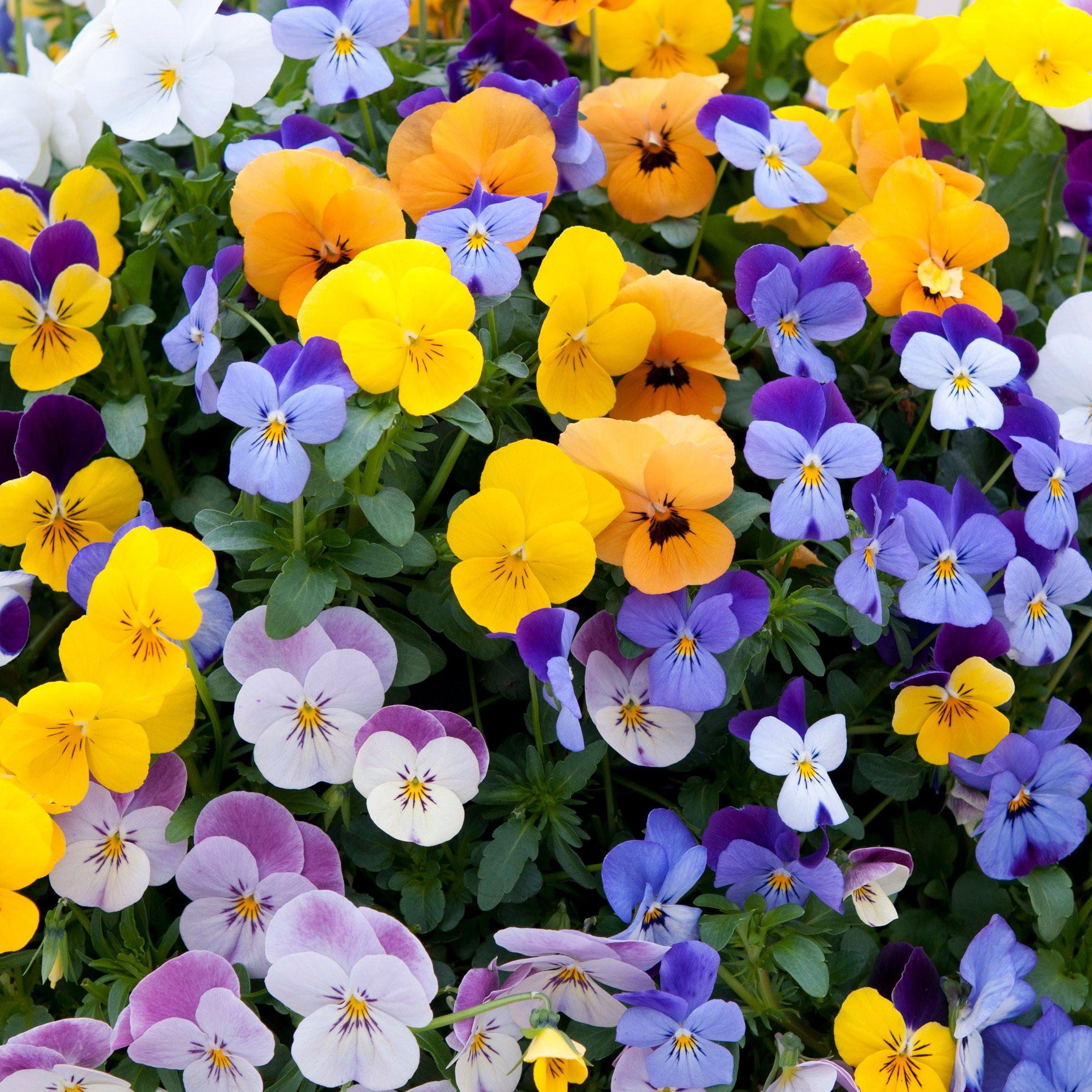 Multi - YouGarden - Viola Teardrops (20 Garden Ready Plants) - 2