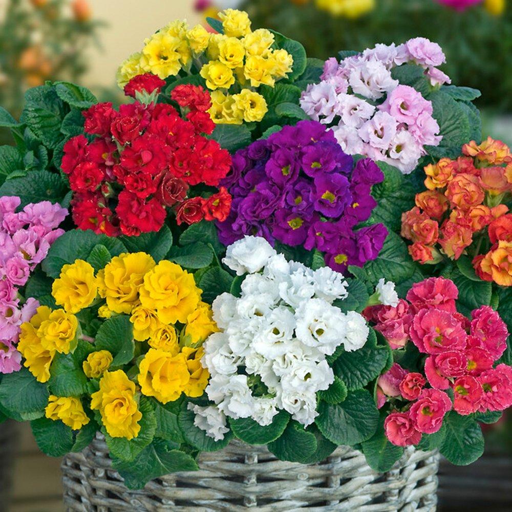 Multi - YouGarden - Primula Primlet Mixed (20 Garden Ready Plants) - 1