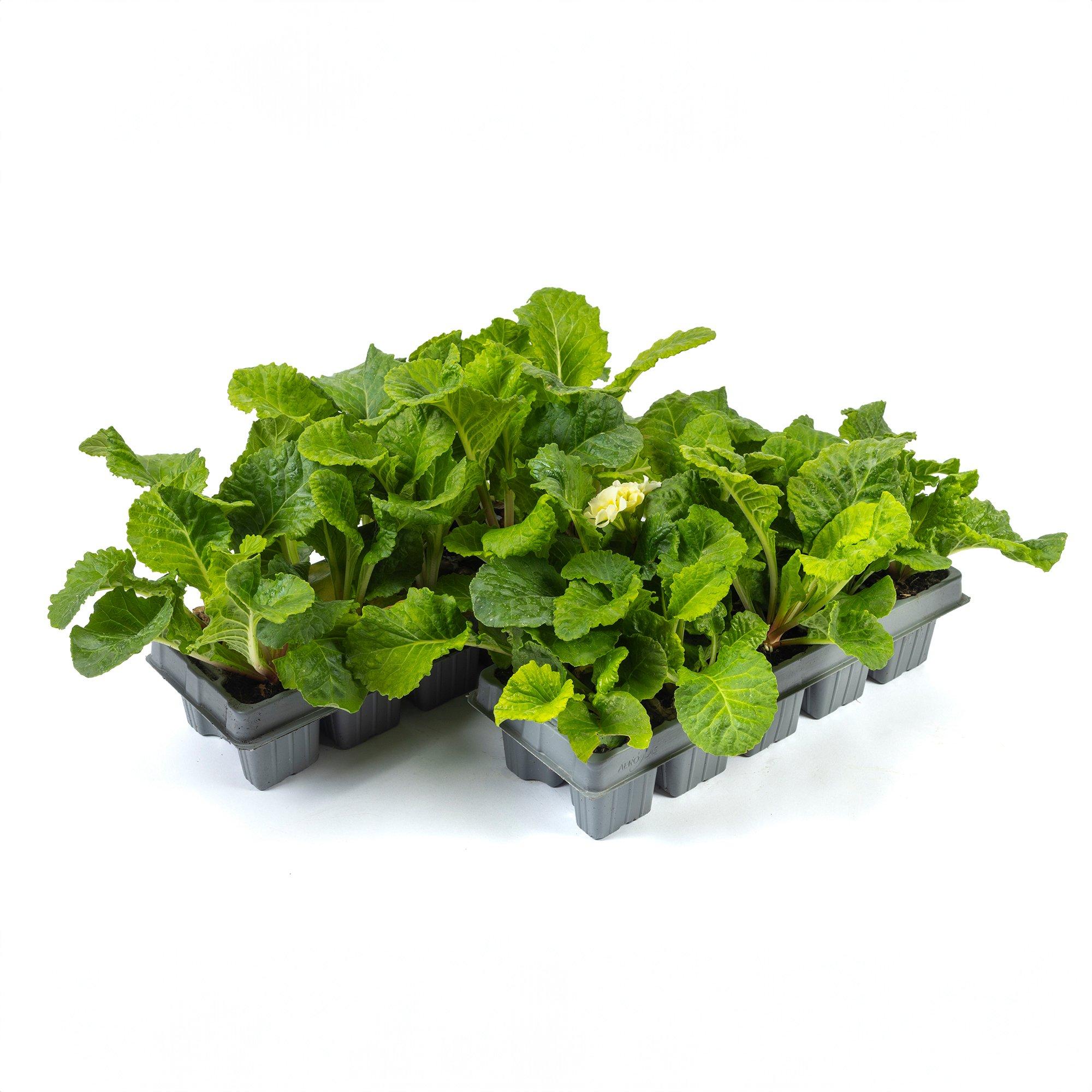 Multi - YouGarden - Primula Primlet Mixed (20 Garden Ready Plants) - 2