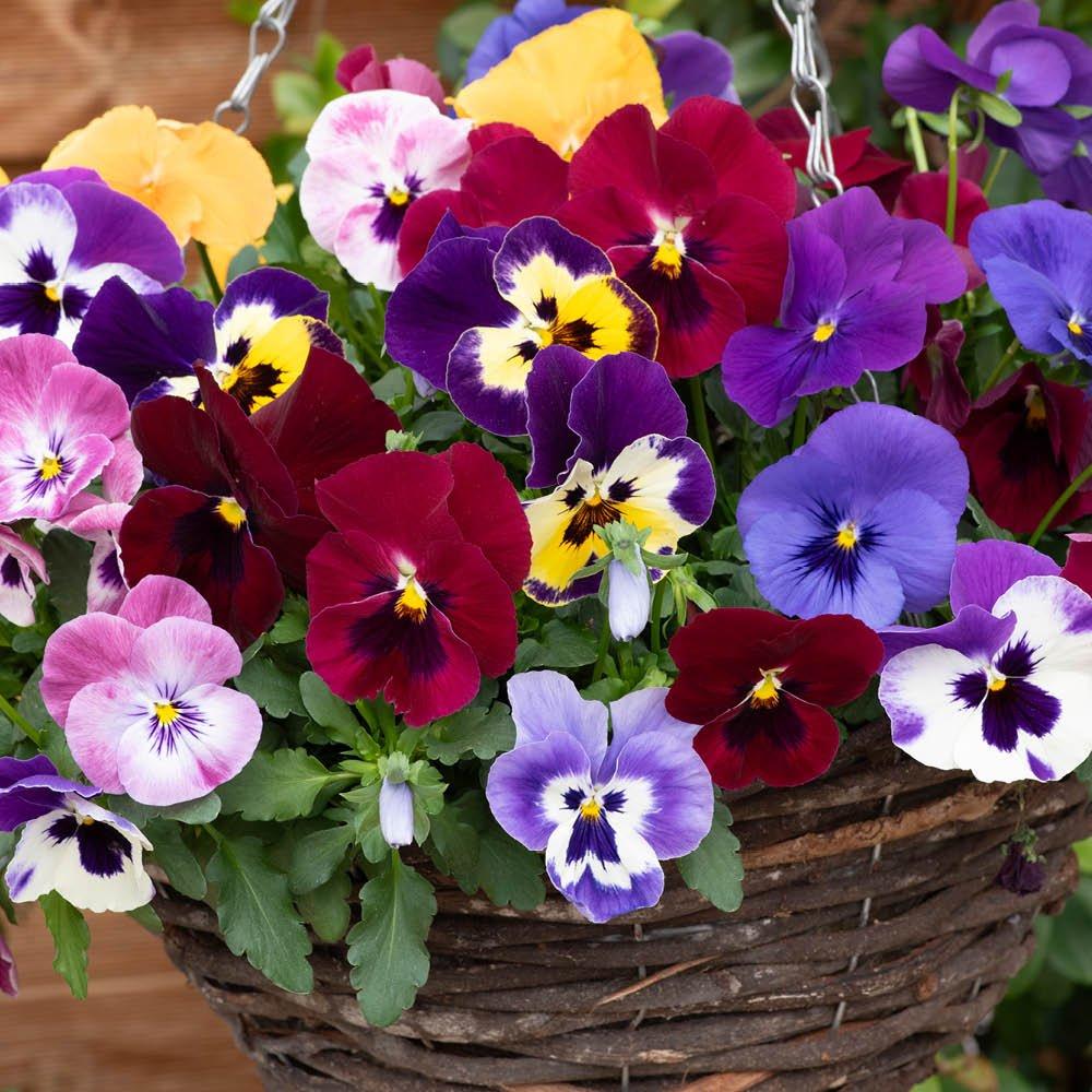 Multi - YouGarden - Pansy Top Wave (20 Garden Ready Plants) - 2