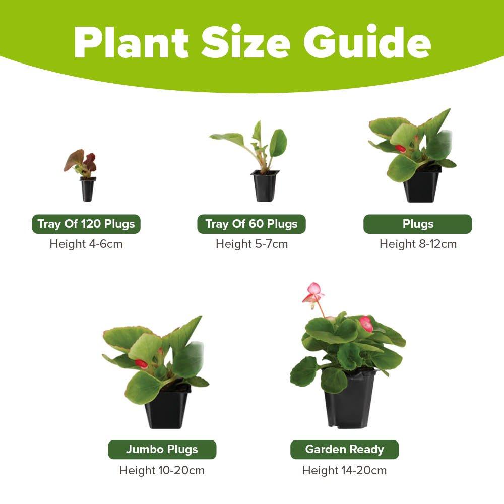 Multi - YouGarden - Pansy Top Wave (20 Garden Ready Plants) - 4