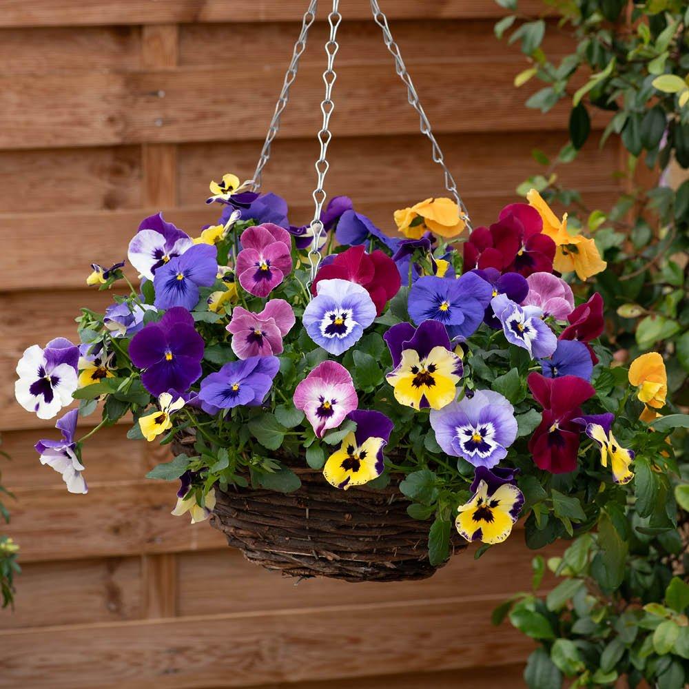 Multi - YouGarden - Pair of Pansy Top Wave Hanging Baskets (25cm) - 2