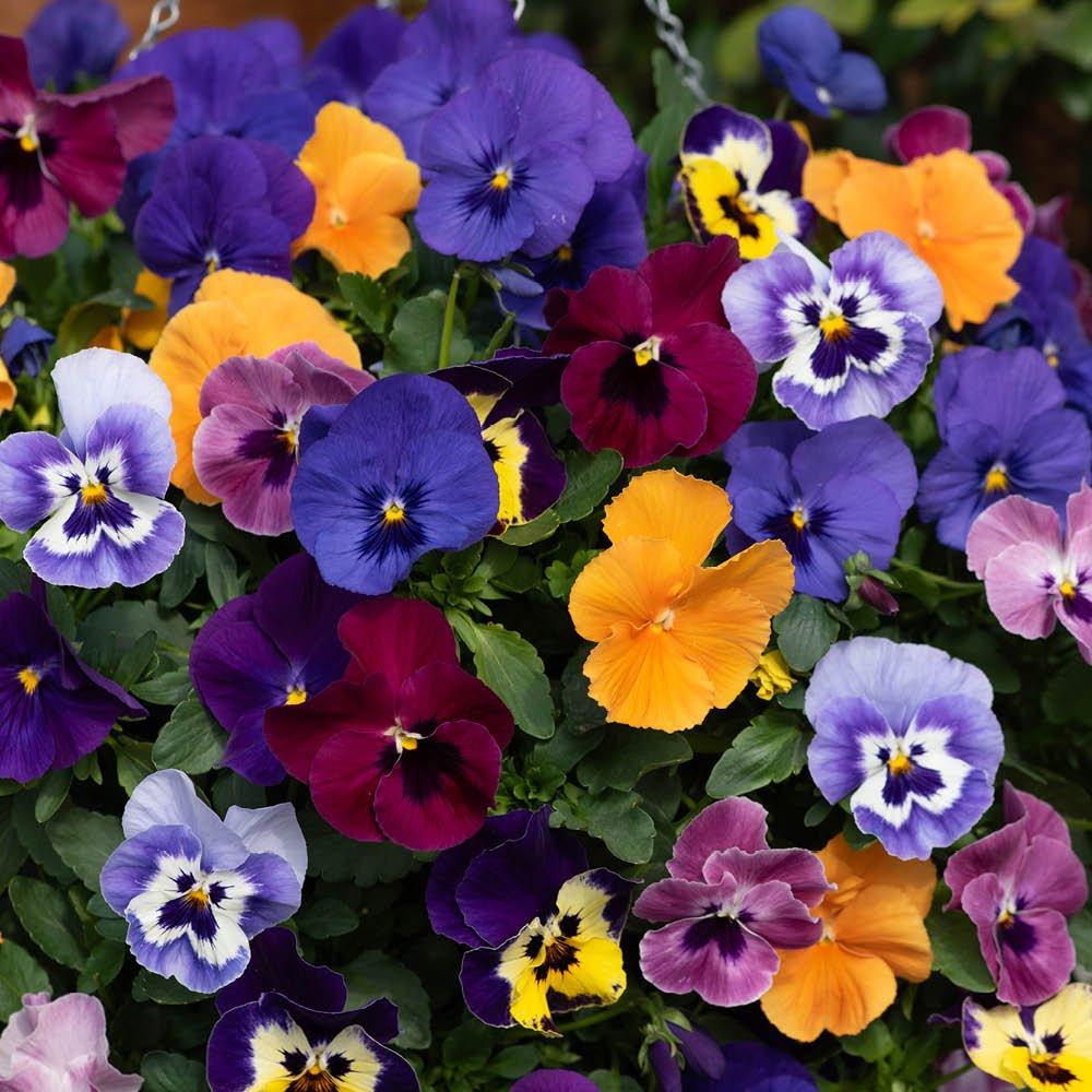 Multi - YouGarden - Pair of Pansy Top Wave Hanging Baskets (25cm) - 3