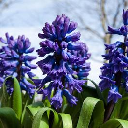 YouGarden Hyacinth Blue (20 Bulbs)