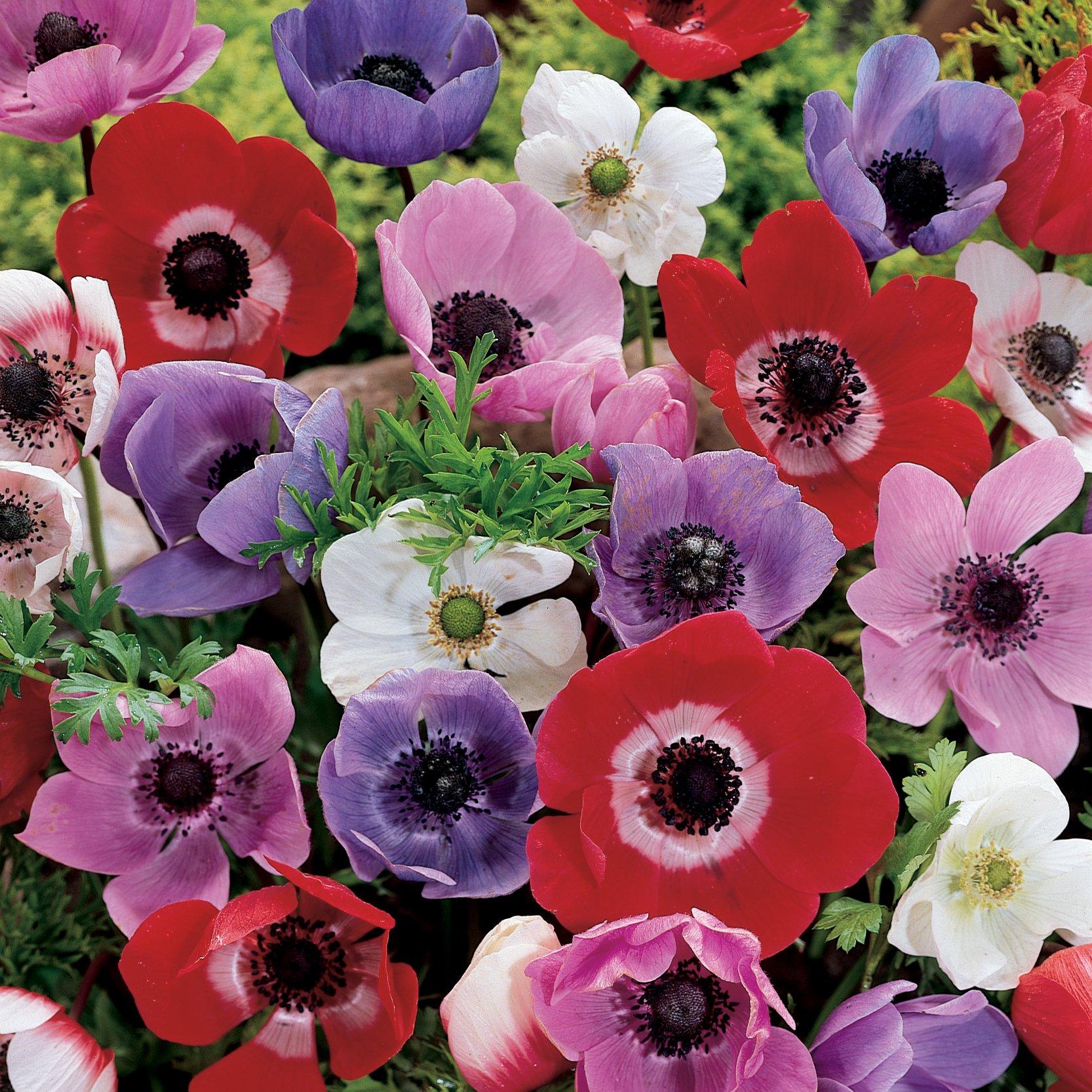 You Garden Anemone De Caen (150 Bulbs) - Image 4