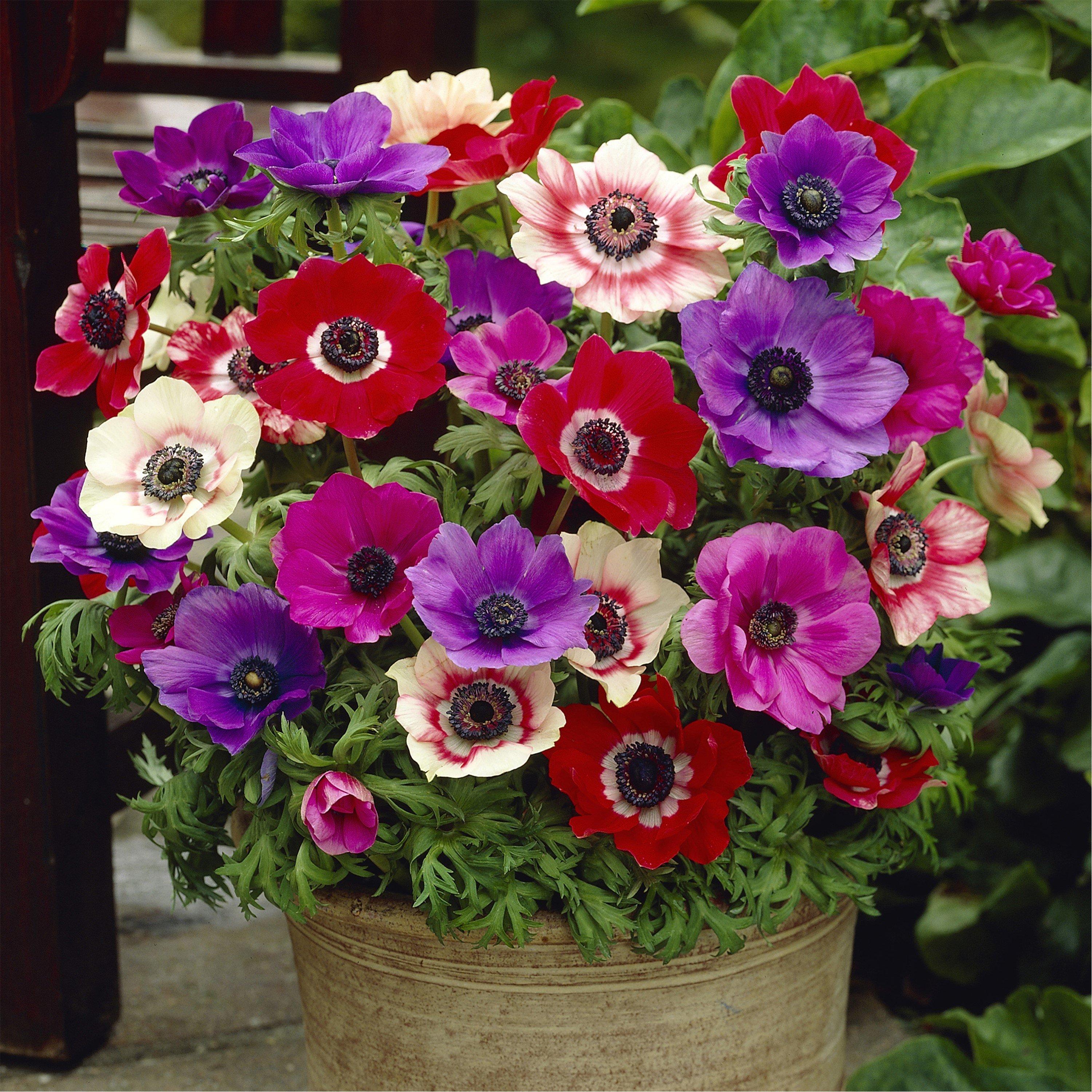 Multi - YouGarden - Anemone de Caen (150 Bulbs) - 2