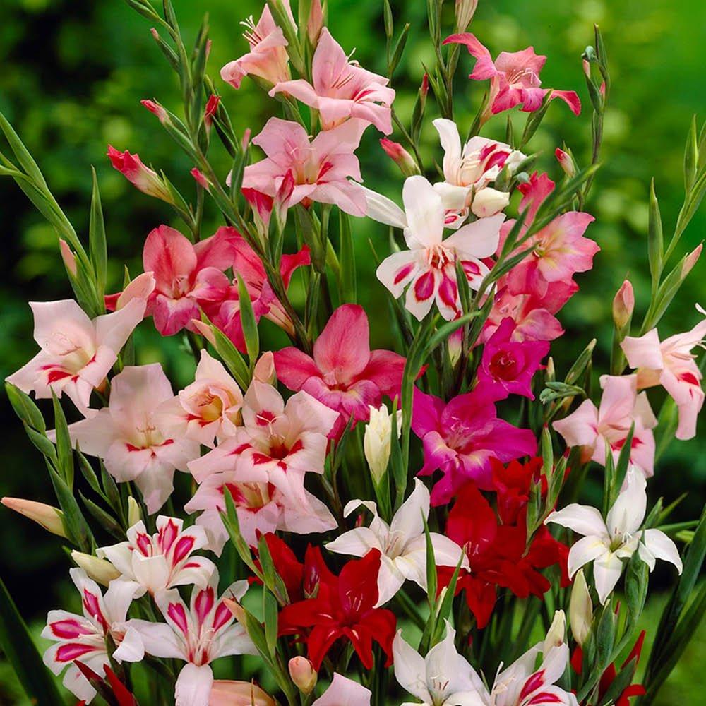 Multi - YouGarden - Gladiolus nanus Lipstick Mix (60 Bulbs)