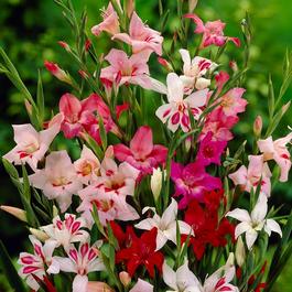 YouGarden Gladiolus nanus Lipstick Mix (60 Bulbs)