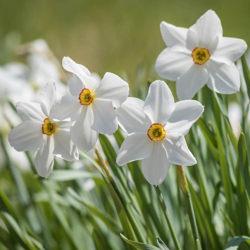 Multi - YouGarden - Narcissus Pheasant Eye (30 Bulbs) - 1