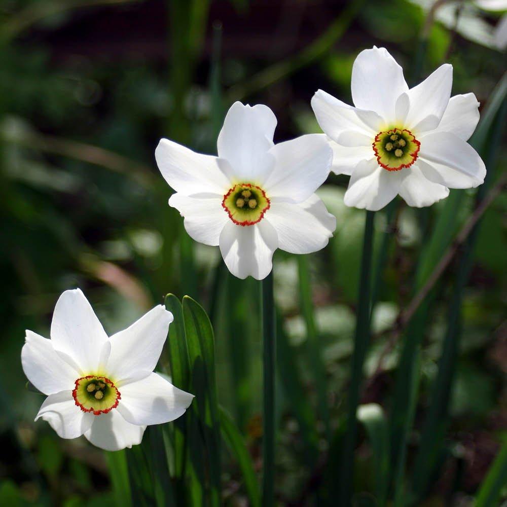 Multi - YouGarden - Narcissus Pheasant Eye (30 Bulbs) - 2