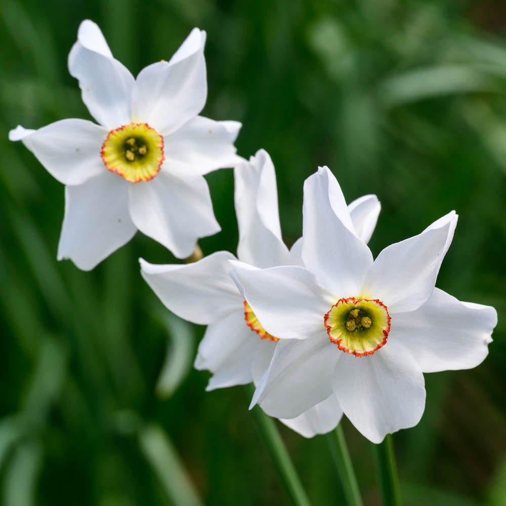 Multi - YouGarden - Narcissus Pheasant Eye (30 Bulbs) - 3