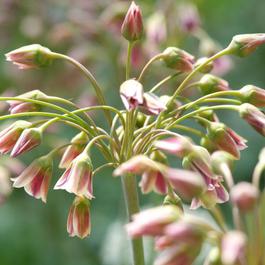YouGarden Sicilian Honey Garlic - Allium siculum (30 Bulbs)
