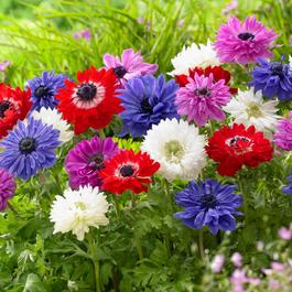 YouGarden Anemone St. Brigid (50 Bulbs)