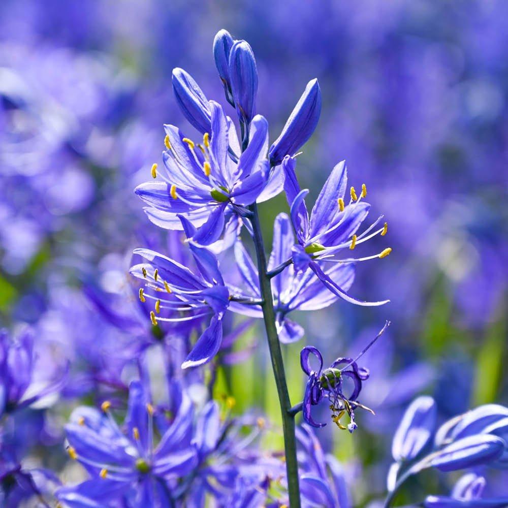 Blue - YouGarden - Camassia quamash (50 Bulbs) - 1