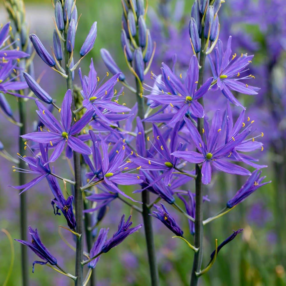 Blue - YouGarden - Camassia quamash (50 Bulbs) - 2