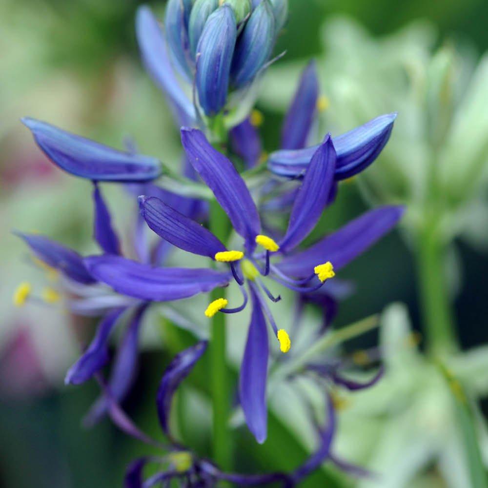 Blue - YouGarden - Camassia quamash (50 Bulbs) - 3