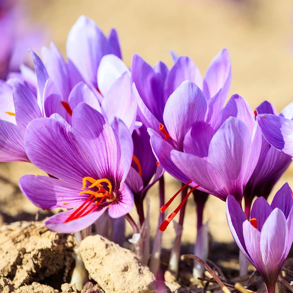Purple - YouGarden - Crocus sativus (40 Bulbs) - 1