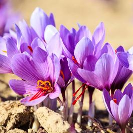 YouGarden Crocus sativus (40 Bulbs)