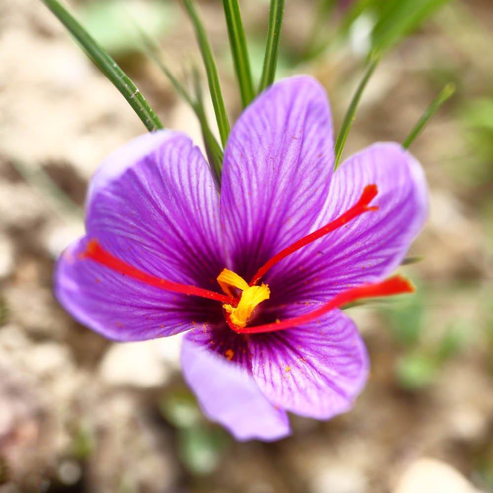 Purple - YouGarden - Crocus sativus (40 Bulbs) - 2