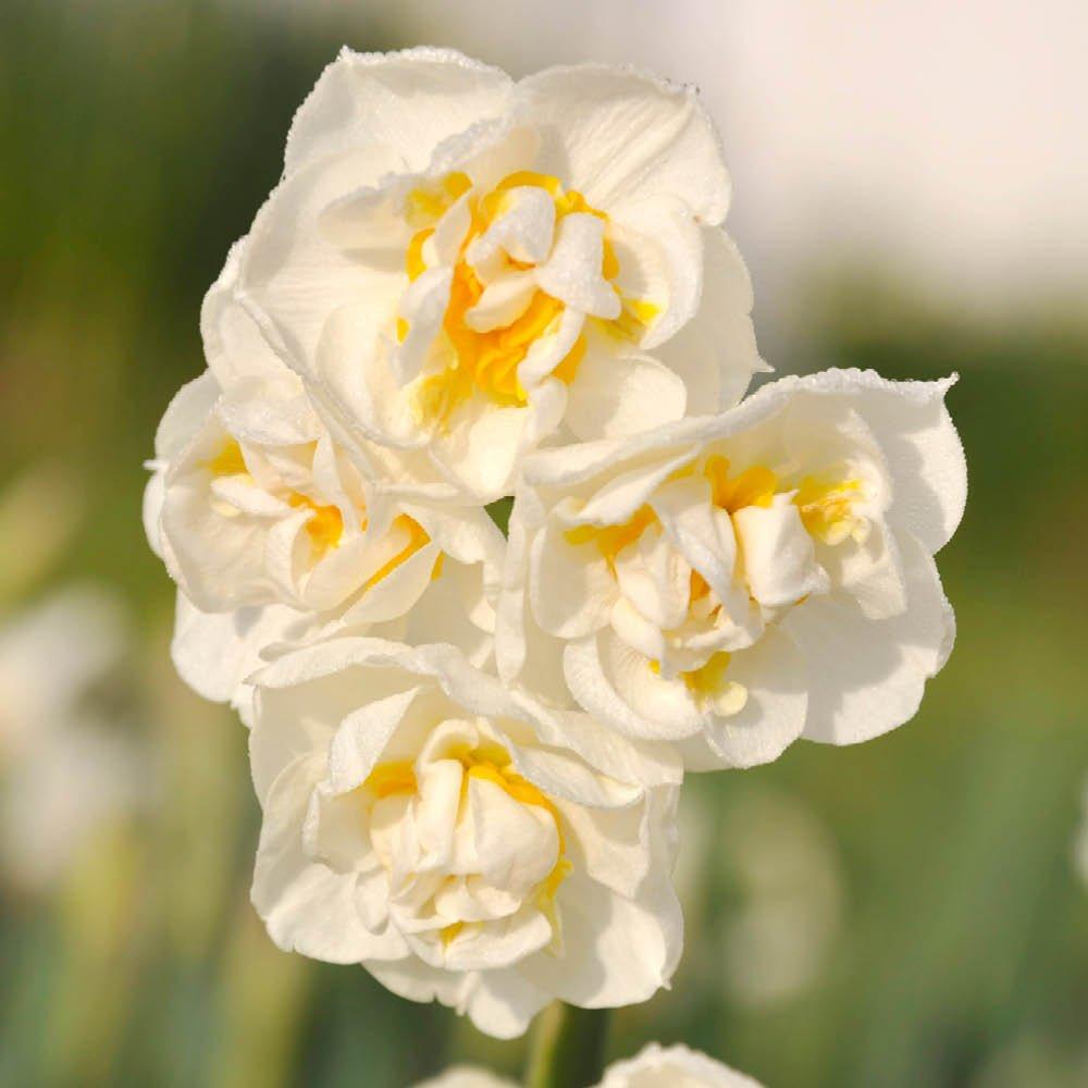 Multi - YouGarden - Narcissus Bridal Crown (30 Bulbs) - 1