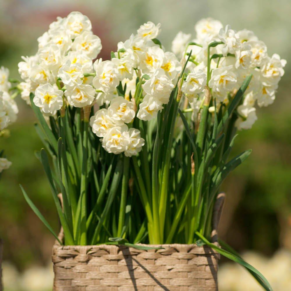 Multi - YouGarden - Narcissus Bridal Crown (30 Bulbs) - 2