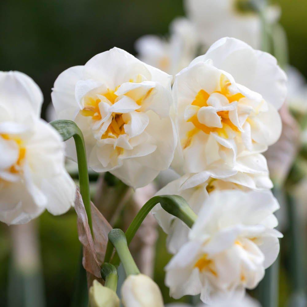 Multi - YouGarden - Narcissus Bridal Crown (30 Bulbs) - 3