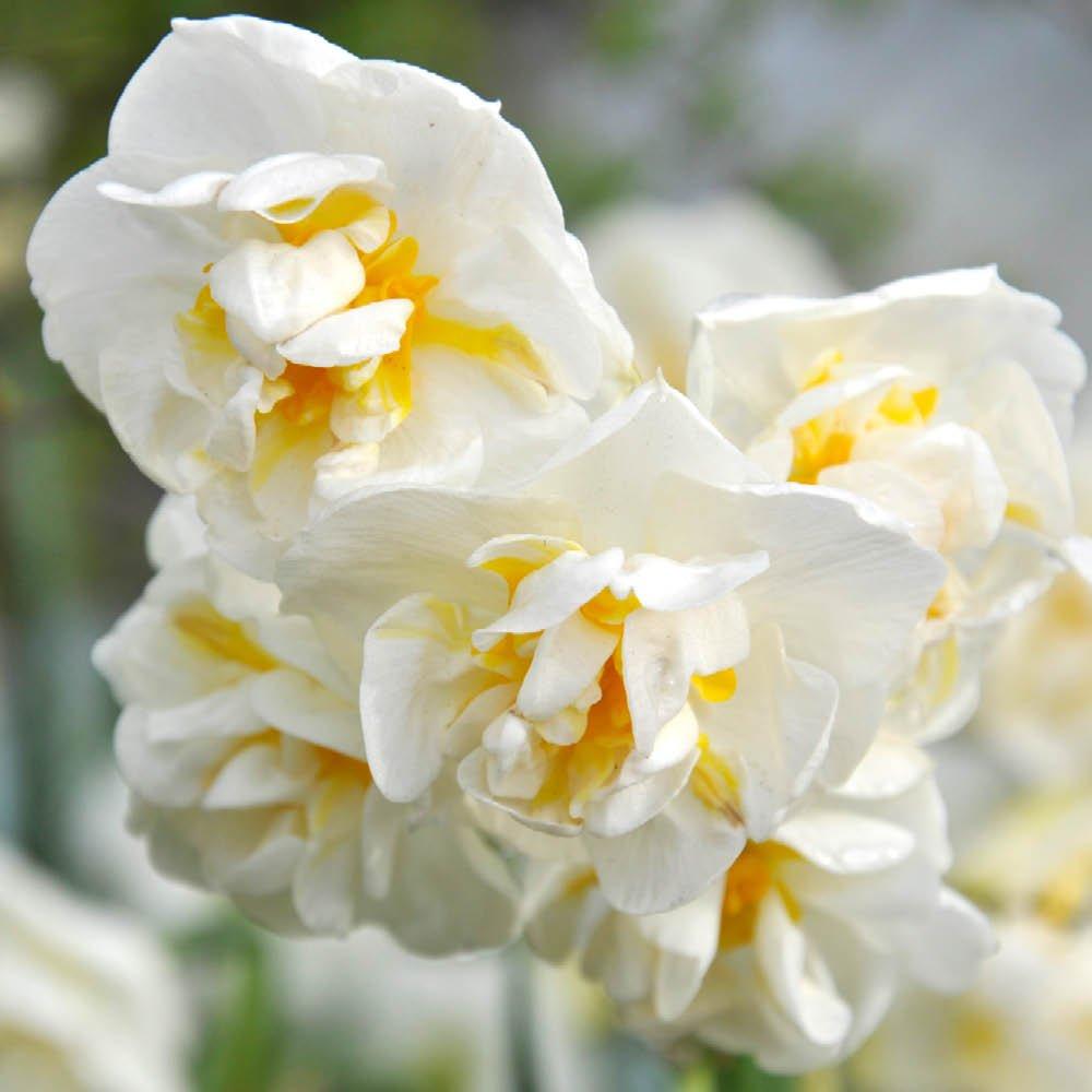 Multi - YouGarden - Narcissus Bridal Crown (30 Bulbs) - 4