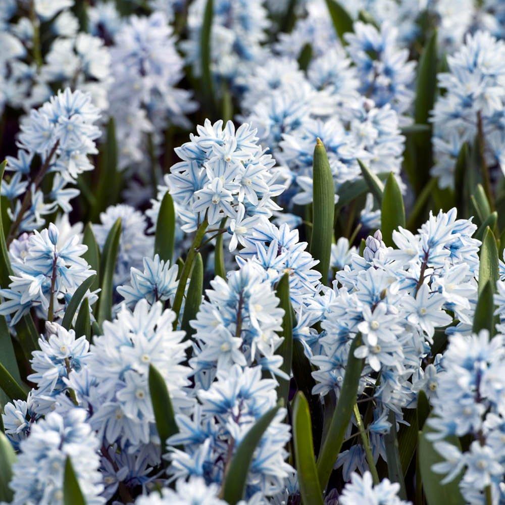Multi - YouGarden - Russian Snowdrop - Puschkinia libanotica 60 bulbs - 1
