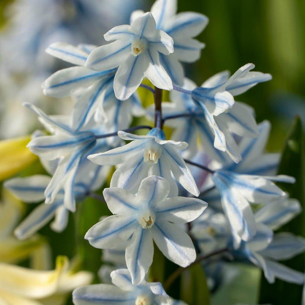 Multi - YouGarden - Russian Snowdrop - Puschkinia libanotica 60 bulbs - 2