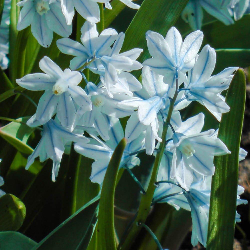Multi - YouGarden - Russian Snowdrop - Puschkinia libanotica 60 bulbs - 3
