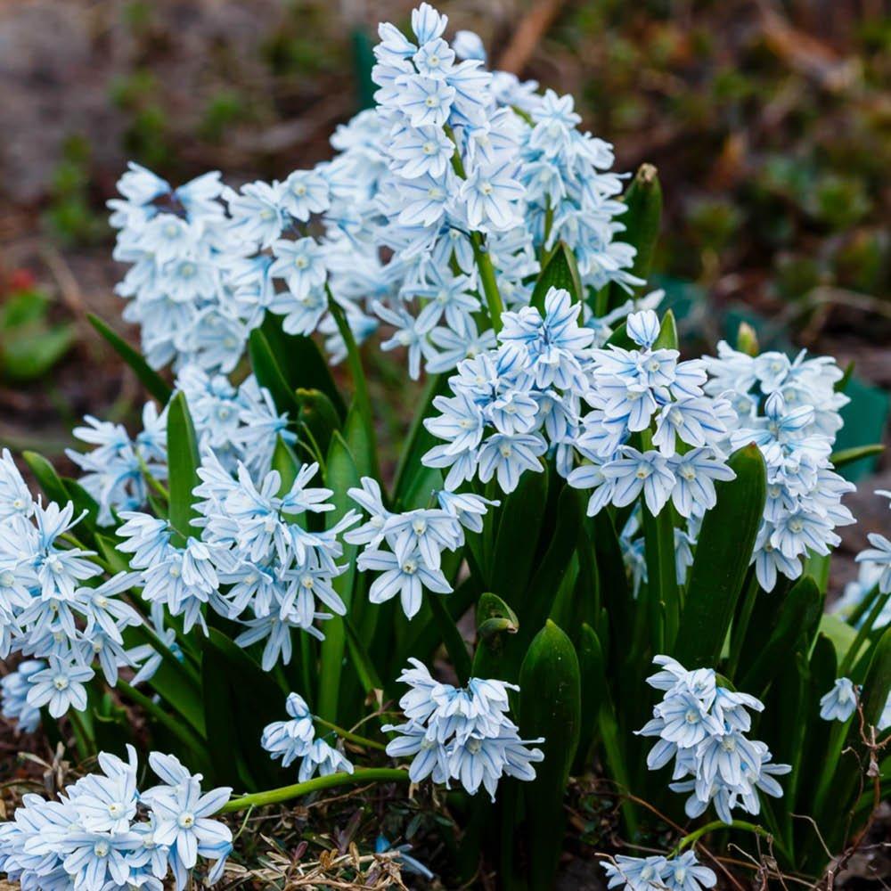 Multi - YouGarden - Russian Snowdrop - Puschkinia libanotica 60 bulbs - 4