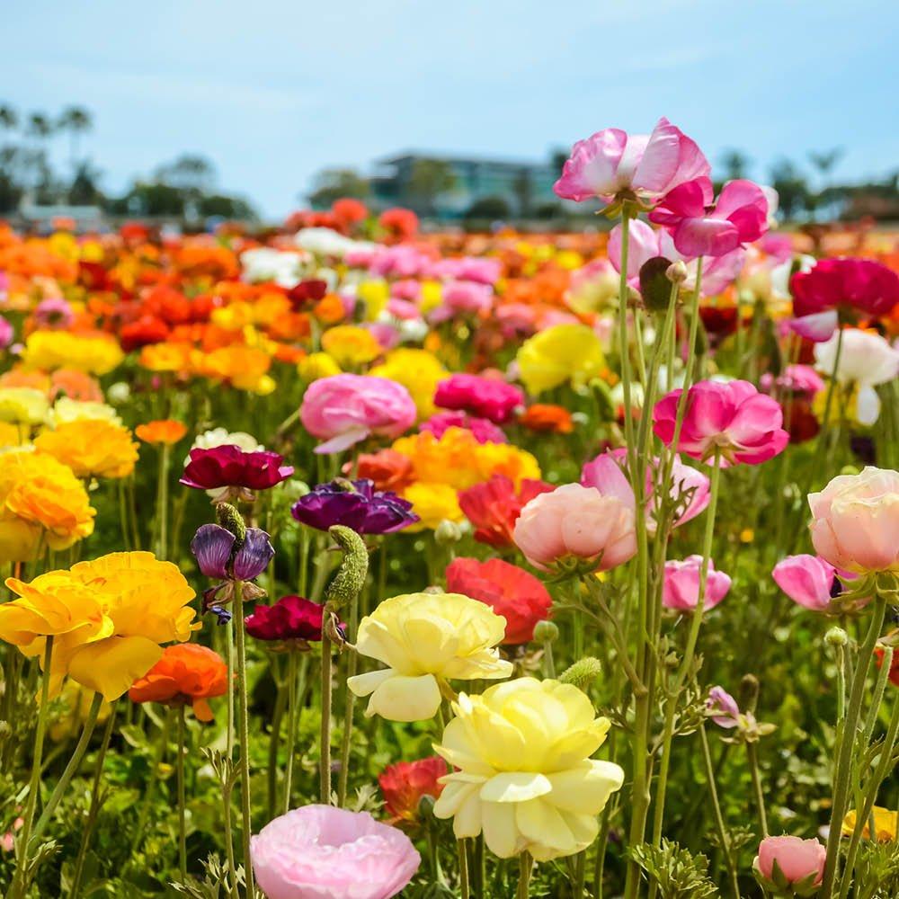 Multi - YouGarden - Ranunculus Mixed (50 Bulbs) - 1