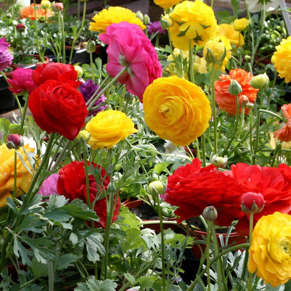 Multi - YouGarden - Ranunculus Mixed (50 Bulbs) - 2