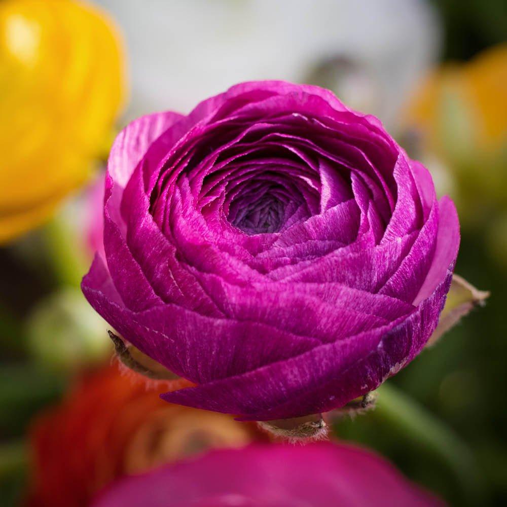 Multi - YouGarden - Ranunculus Mixed (50 Bulbs) - 3