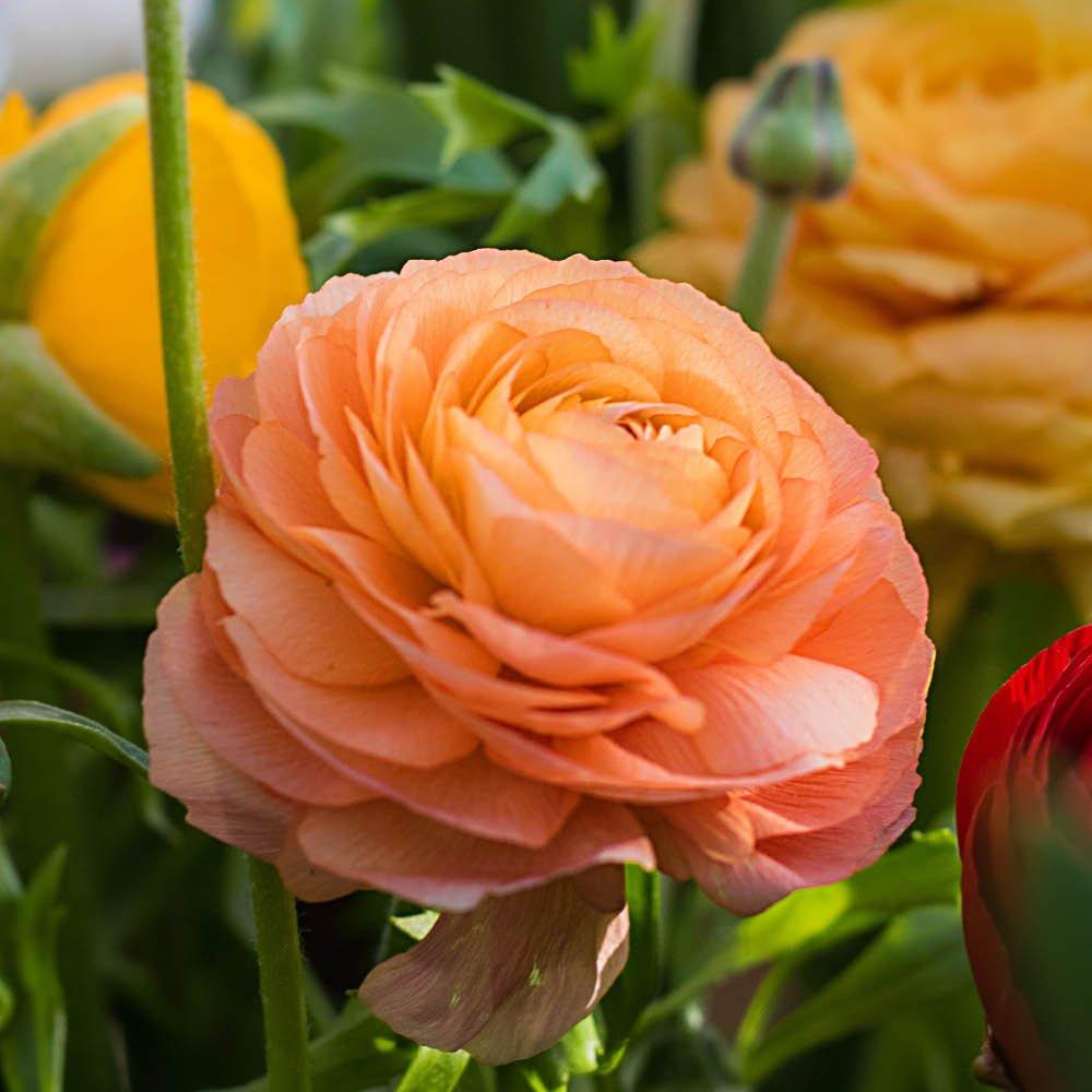 Multi - YouGarden - Ranunculus Mixed (50 Bulbs) - 4
