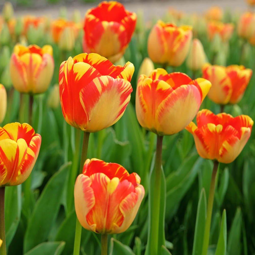 Multi - YouGarden - Tulip Banja Luka (24 Bulbs) - 1
