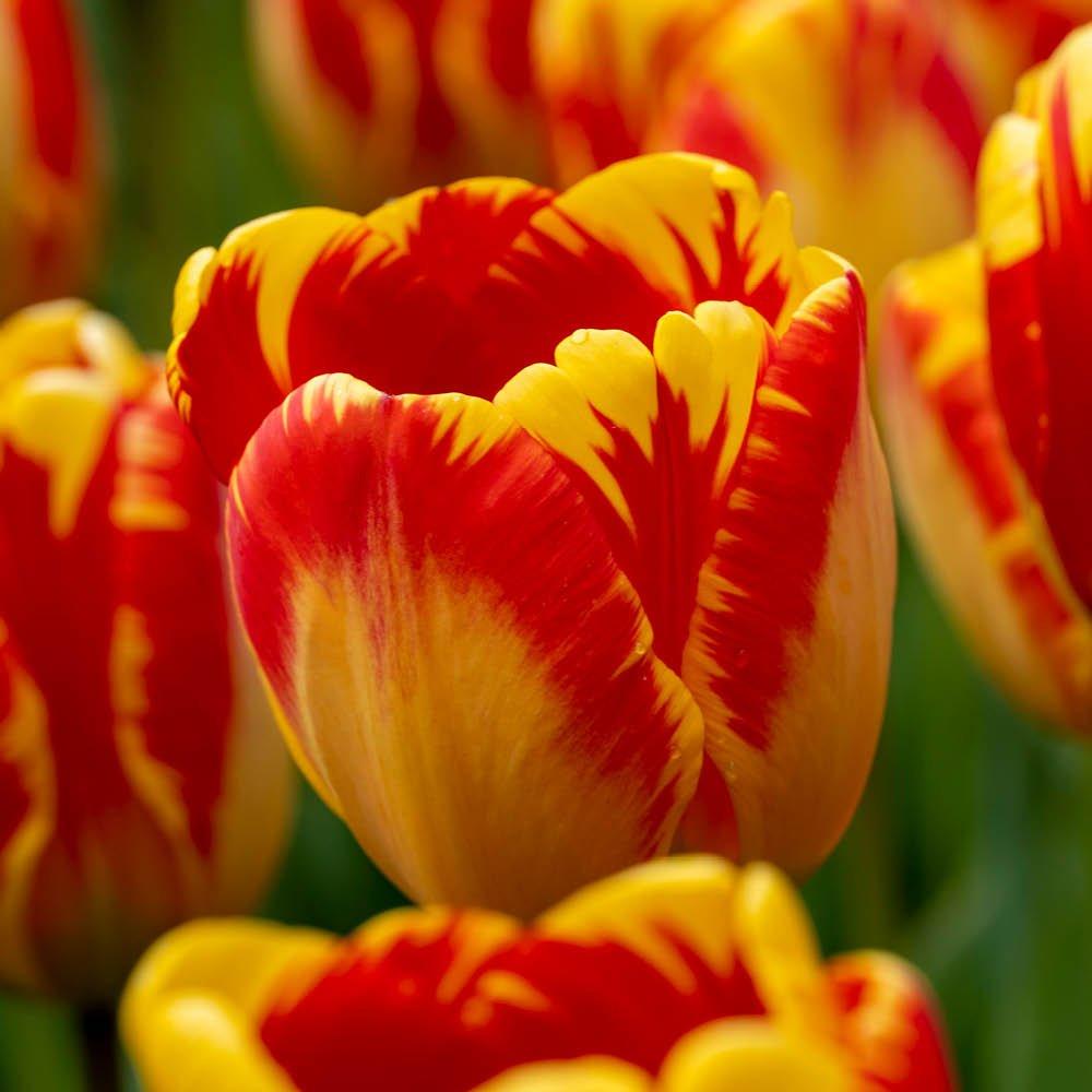 Multi - YouGarden - Tulip Banja Luka (24 Bulbs) - 2