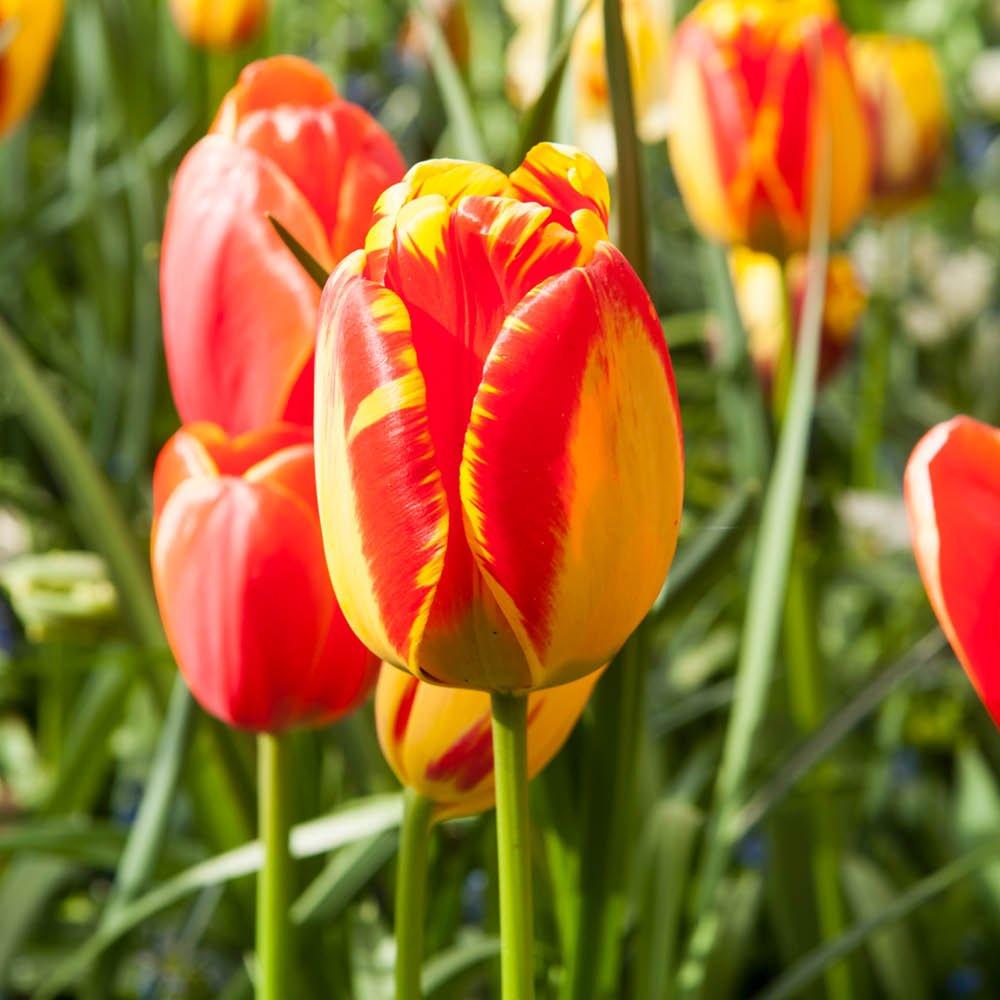 Multi - YouGarden - Tulip Banja Luka (24 Bulbs) - 3