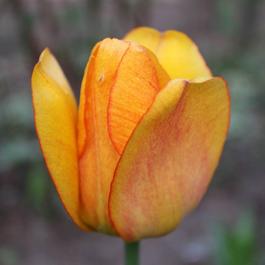 YouGarden Tulip Blushing Apeldoorn (24 Bulbs)