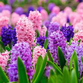YouGarden Hyacinth Berries & Cream (20 Bulbs)